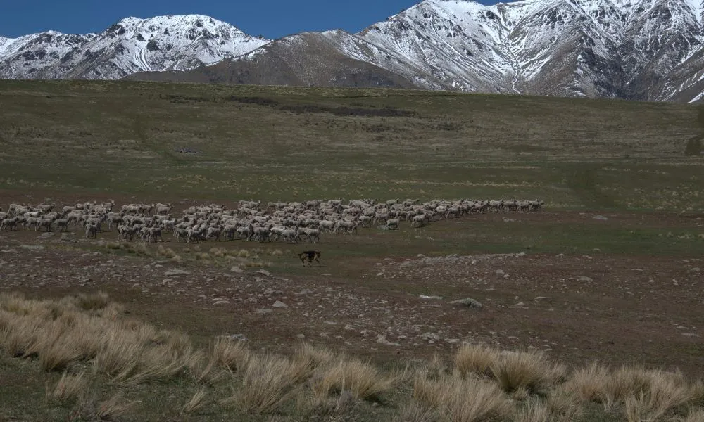 Lake Tekapo High-Country Tour - 2 Hours | Experience Oz + NZ-7