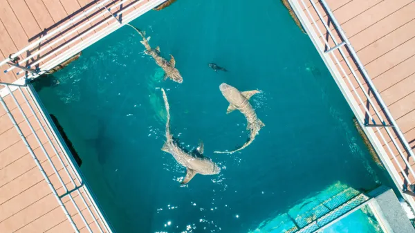 Horizontal Falls Seaplane Flight & Boat Cruise - Half Day