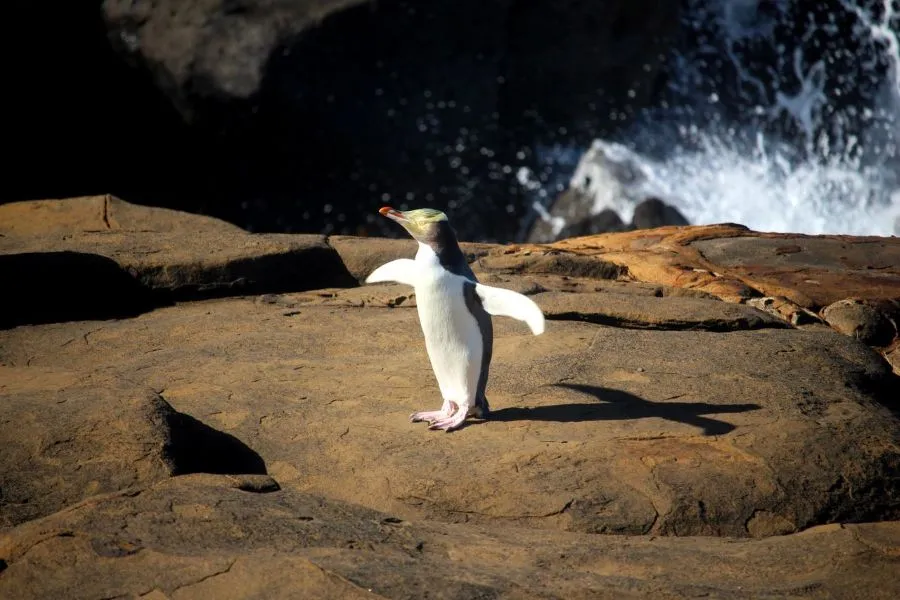 Dunedin to Te Anau Tour via The Catlins | Experience Oz + NZ-2