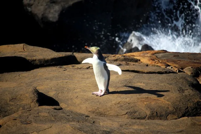 Dunedin to Te Anau Tour via The Catlins | Experience Oz + NZ