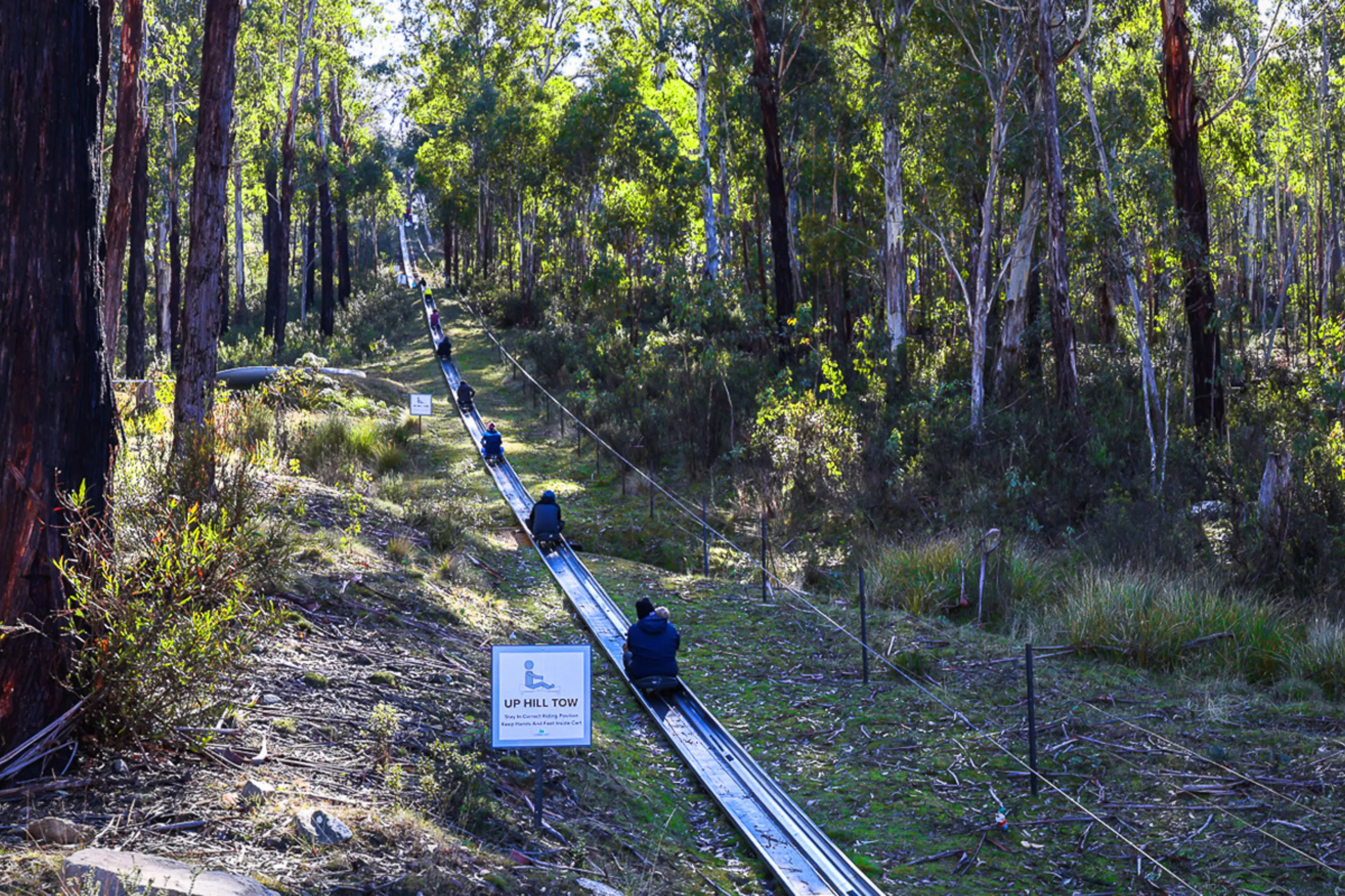 Corin Forest Scenic Alpine Slide - 1 Hour | Experience Oz-4