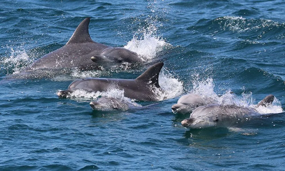 Jervis Bay Boom Net Dolphin Cruise – 90 Minutes | Experience Oz-5