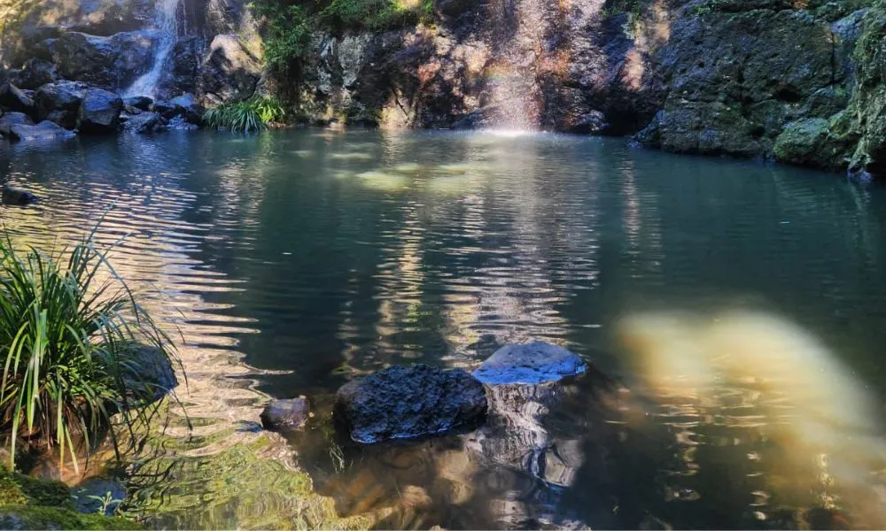 Sunshine Coast 4WD Waterfalls Tour - Full Day | Experience Oz-6