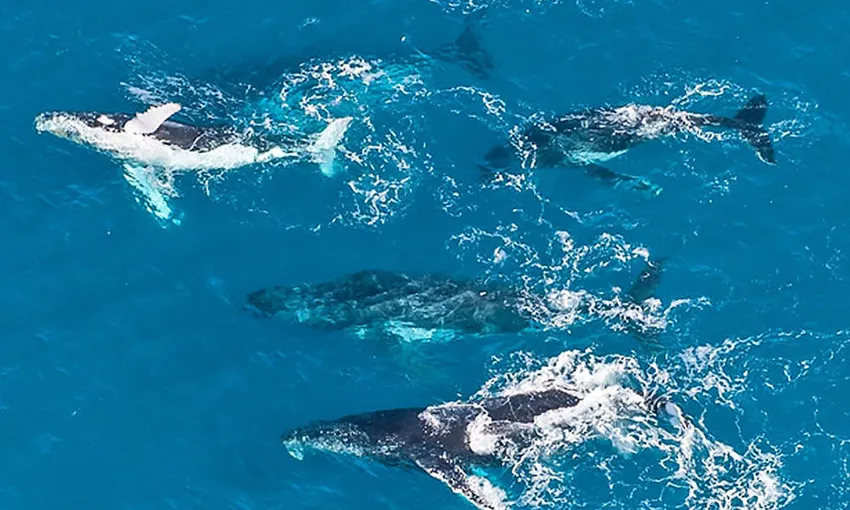 40 Minute Outer Reef Helicopter Flight - Book Now | Experience Oz