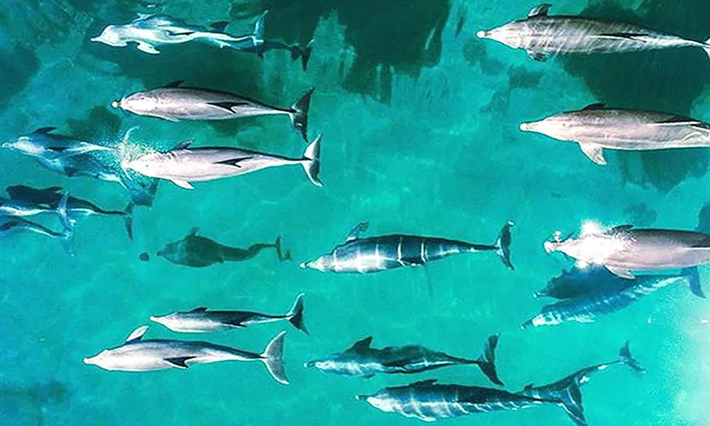 40 Minute Outer Reef Helicopter Flight - Book Now | Experience Oz-5