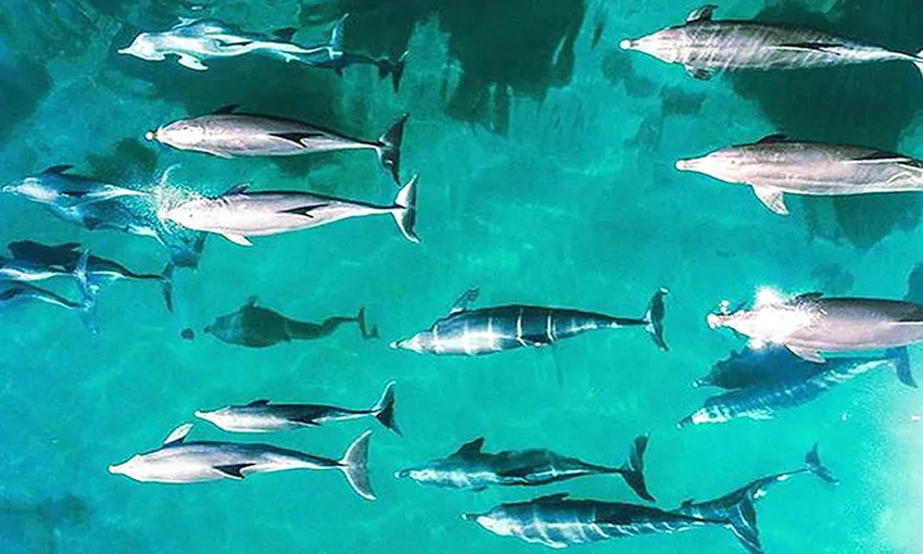 40 Minute Outer Reef Helicopter Flight - Book Now | Experience Oz