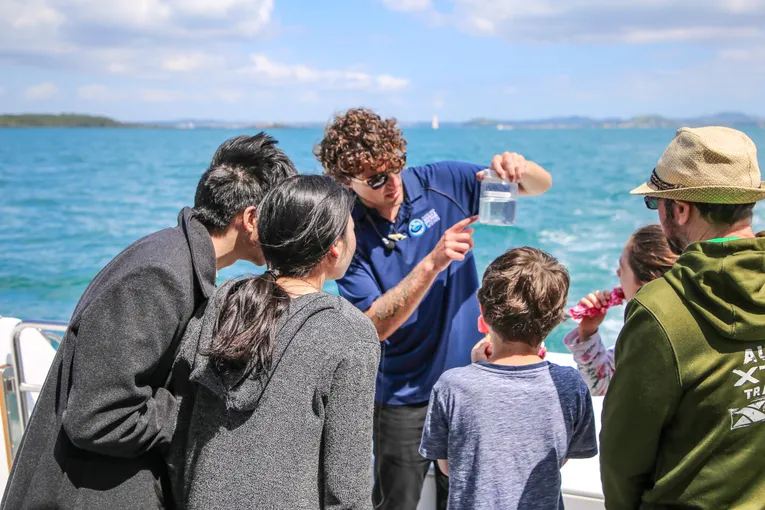 Whale & Dolphin Safari Auckland | Everything New Zealand