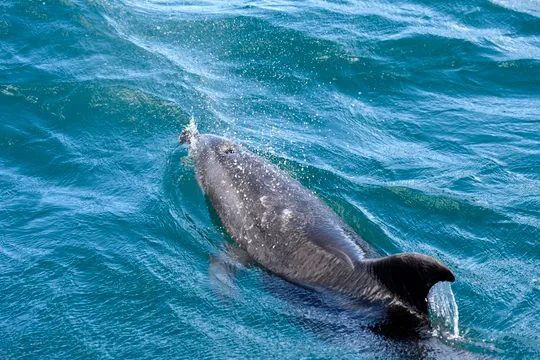 Hole in the Rock Dolphin Cruise