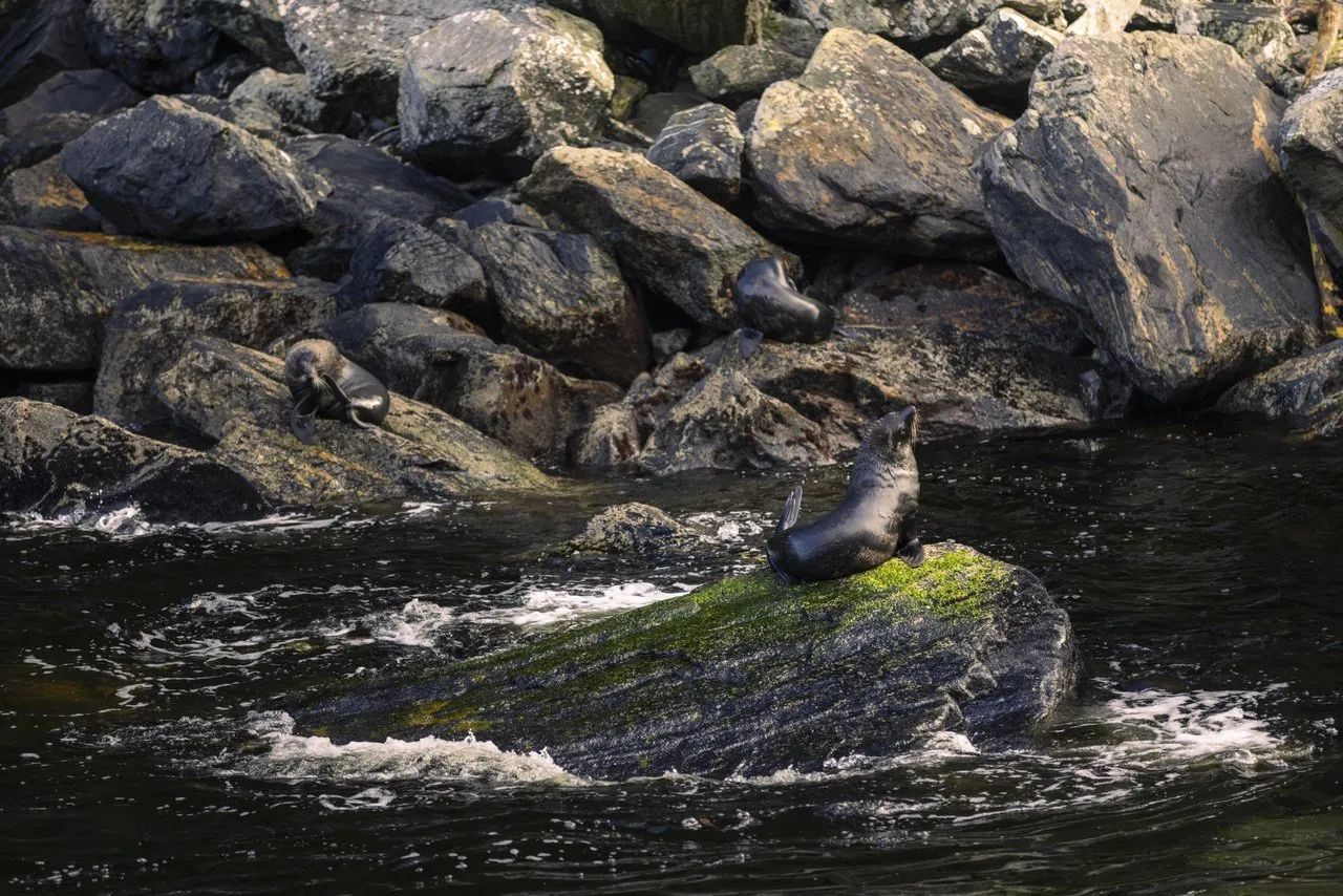Doubtful Sound Wilderness Day Cruise from Queenstown | Everything New Zealand-6