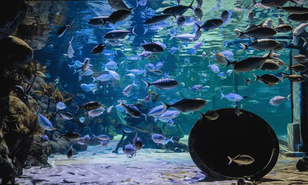 General Admission to Sea Life Kelly Tarlton's Aquarium