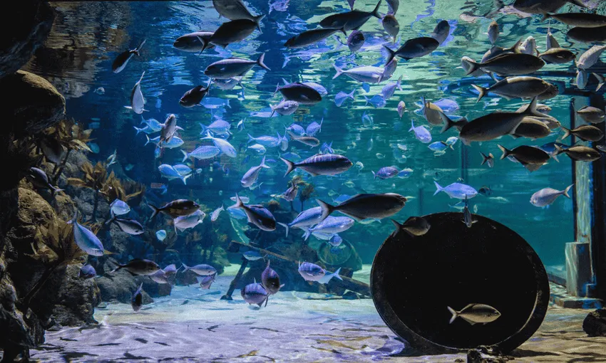 Kelly Tarltons Sea Life Aquarium Auckland | Everything New Zealand