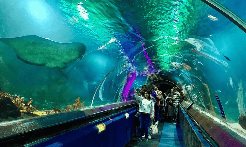 Kelly Tarltons Sea Life Aquarium Auckland | Everything New Zealand