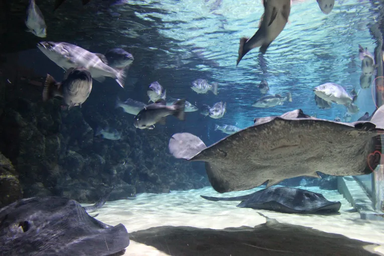 Kelly Tarltons Sea Life Aquarium Auckland | Everything New Zealand