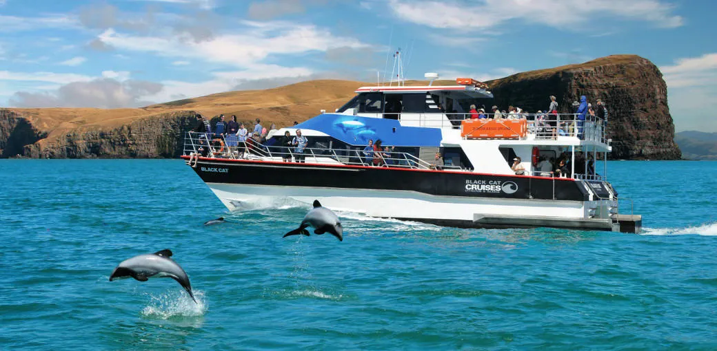 Akaroa Dolphin Swim, Christchurch - Everything New Zealand-2