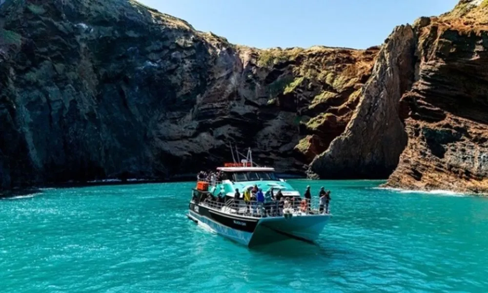 Akaroa Harbour Nature Cruise, Christchurch - Everything New Zealand-1