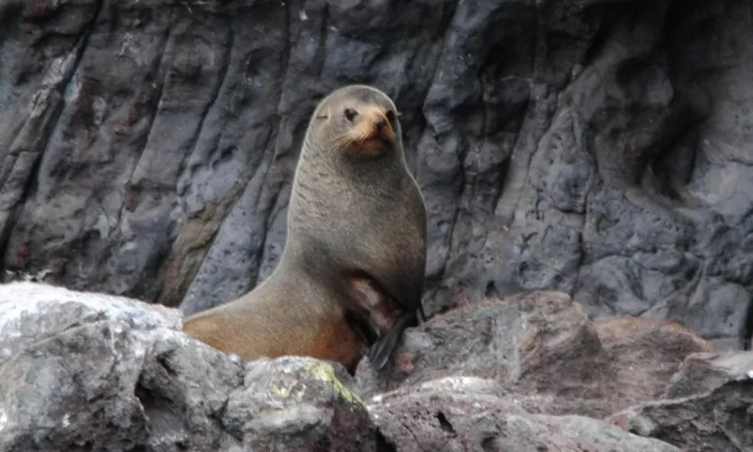 Akaroa Harbour Nature Cruise, Christchurch - Everything New Zealand