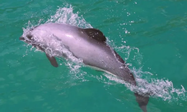 Akaroa Harbour Nature Cruise