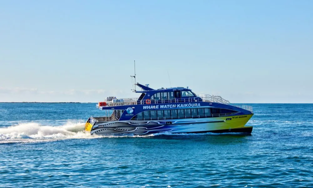 Whale Watching Kaikoura NZ - Book Now | Experience Oz-2