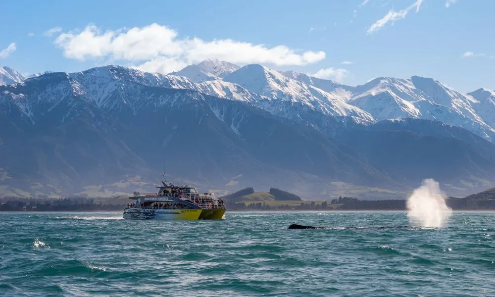 Whale Watching Kaikoura NZ - Book Now | Experience Oz-3