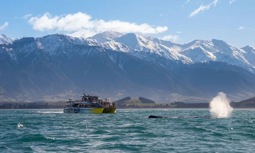 Whale Watching Kaikoura NZ