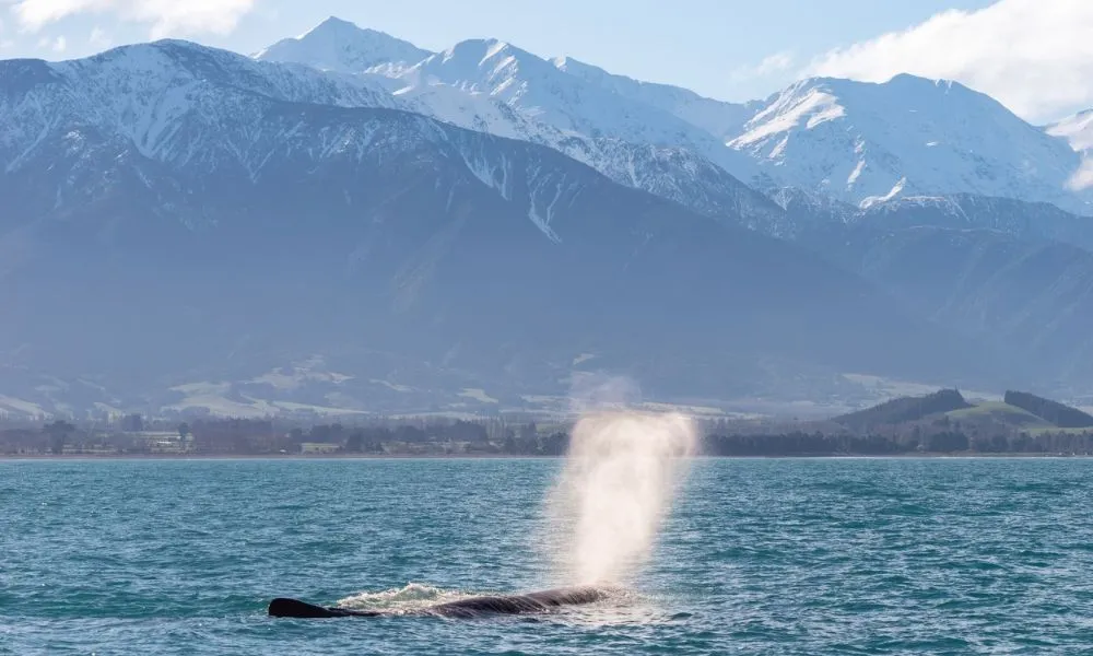 Whale Watching Kaikoura NZ - Book Now | Experience Oz-8
