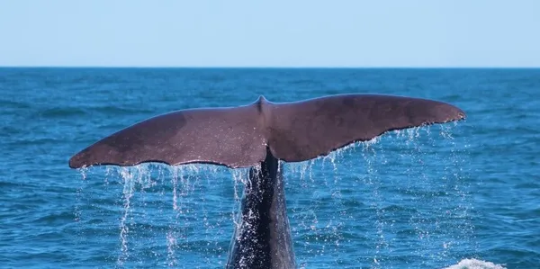 Whale Watch Kaikoura