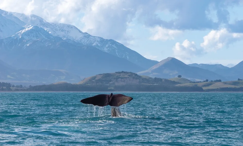Whale Watching Kaikoura NZ-2