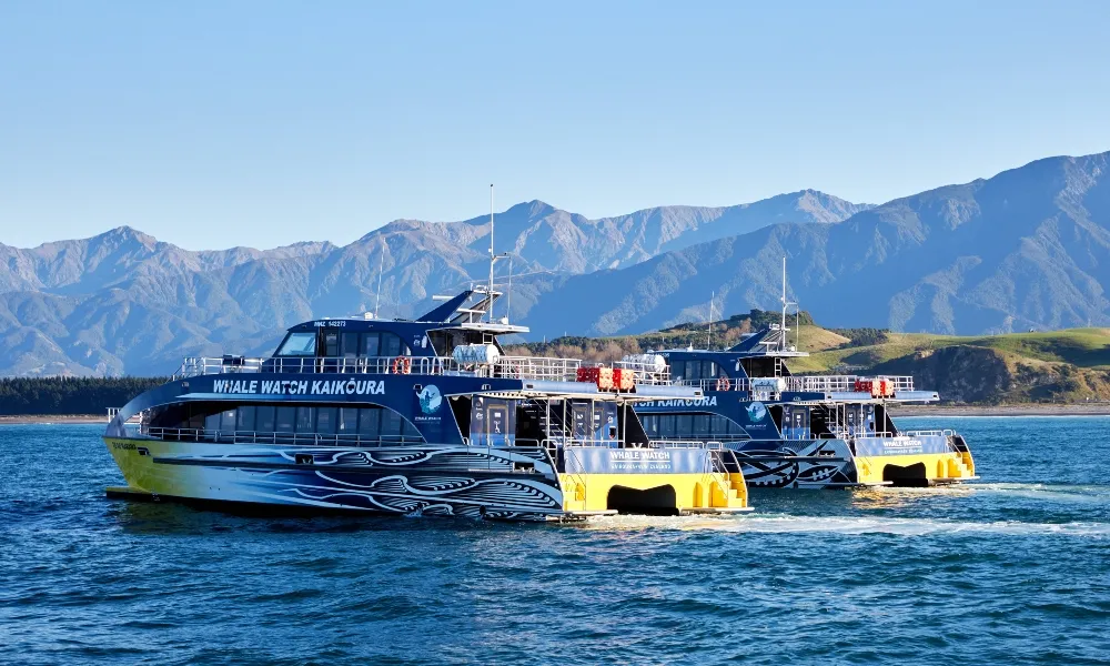 Whale Watching Kaikoura NZ-3