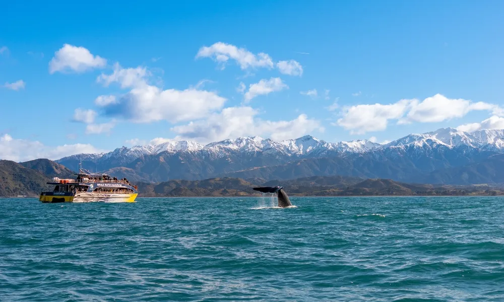 Whale Watching Kaikoura NZ-1