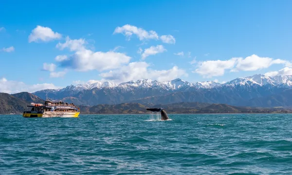 Whale Watch Kaikoura