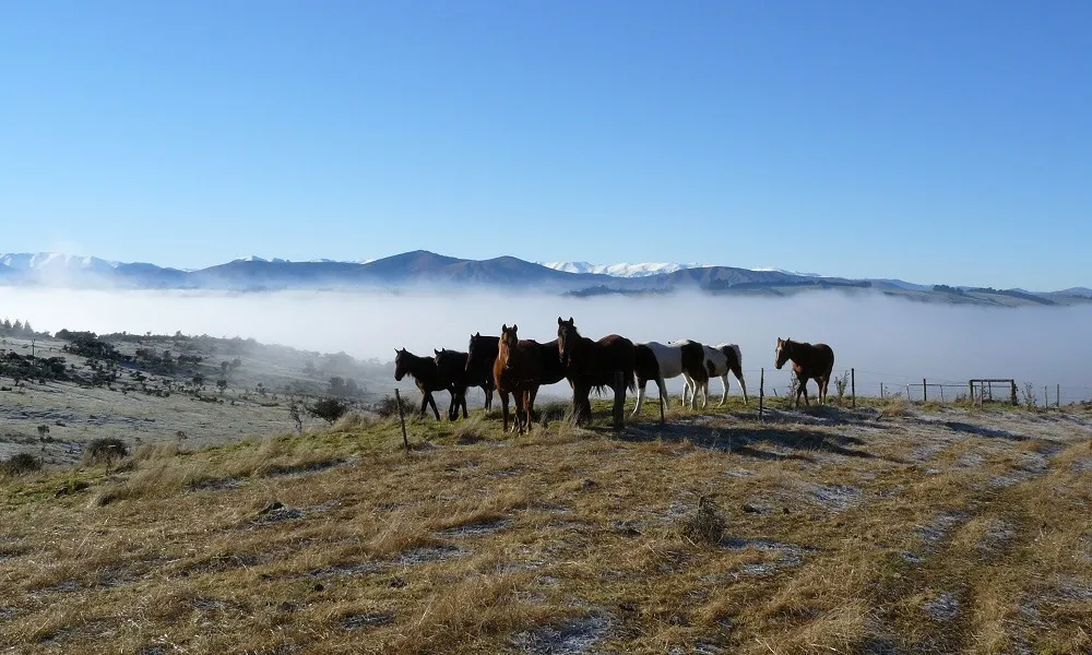 Te Anau Horse Riding Tours | Everything New Zealand-2