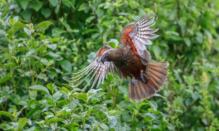 Zealandia Wildlife Sanctuary Wellington | Everything New Zealand