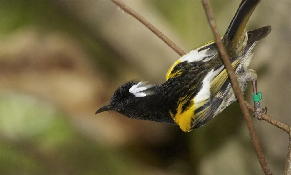 Zealandia Wildlife Sanctuary Wellington | Everything New Zealand-3