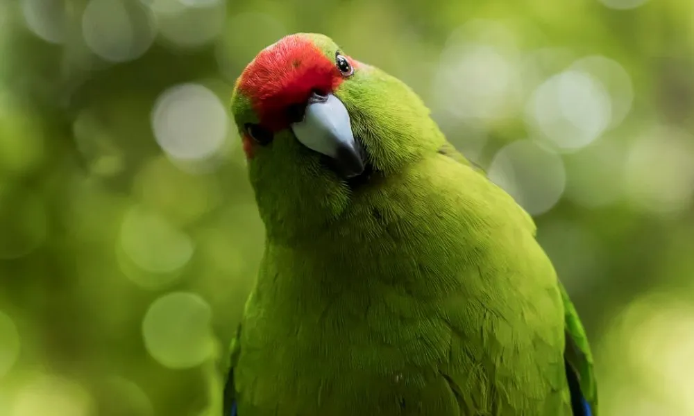 Zealandia Wildlife Sanctuary Wellington | Everything New Zealand-5