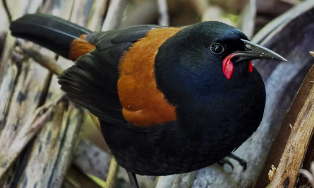 Zealandia Wildlife Sanctuary Wellington | Everything New Zealand-7