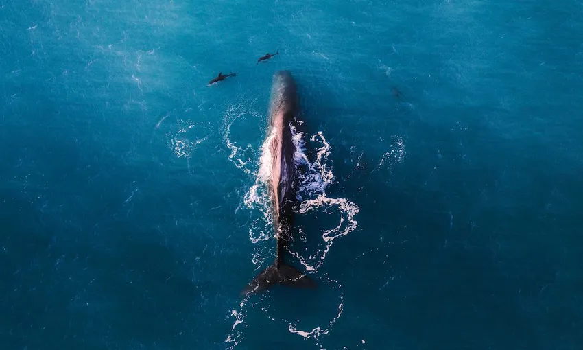 Wings over Whales Kaikoura | Everything New Zealand