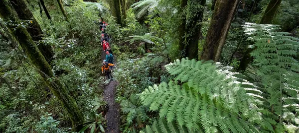 Ziplining Ultimate Canopy Tour in Rotorua