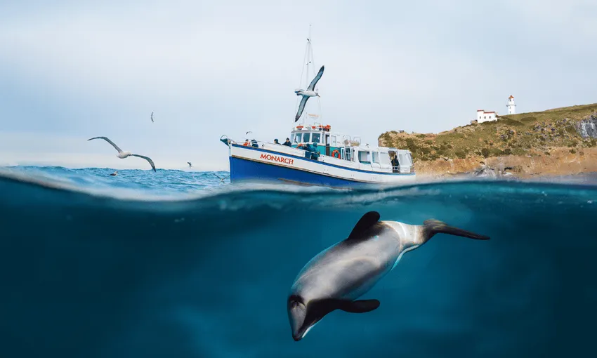 Wildlife Cruise | Monarch Tours, Dunedin - Everything New Zealand