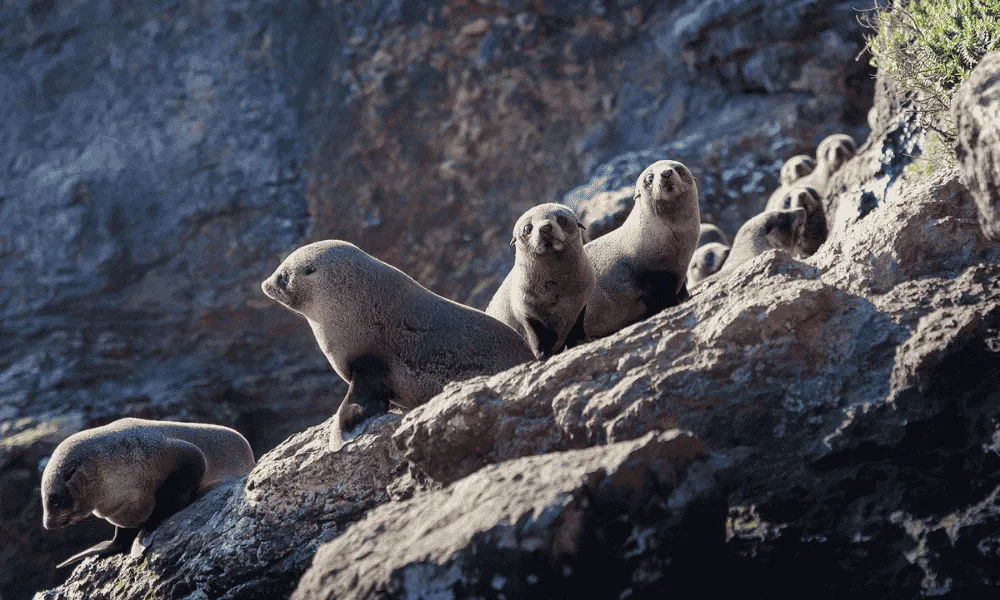 Wildlife Cruise | Monarch Tours, Dunedin - Everything New Zealand-2