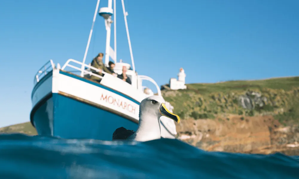 Wildlife Cruise | Monarch Tours, Dunedin - Everything New Zealand-3