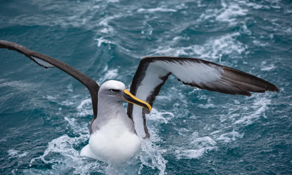 Wildlife Cruise | Monarch Tours, Dunedin - Everything New Zealand-4