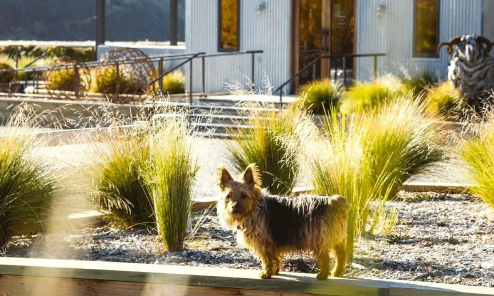 Wine Hopper Bus Queenstown | Everything New Zealand-5