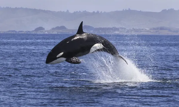Dolphin & Wildlife Half Day Boat Cruise departing Tauranga