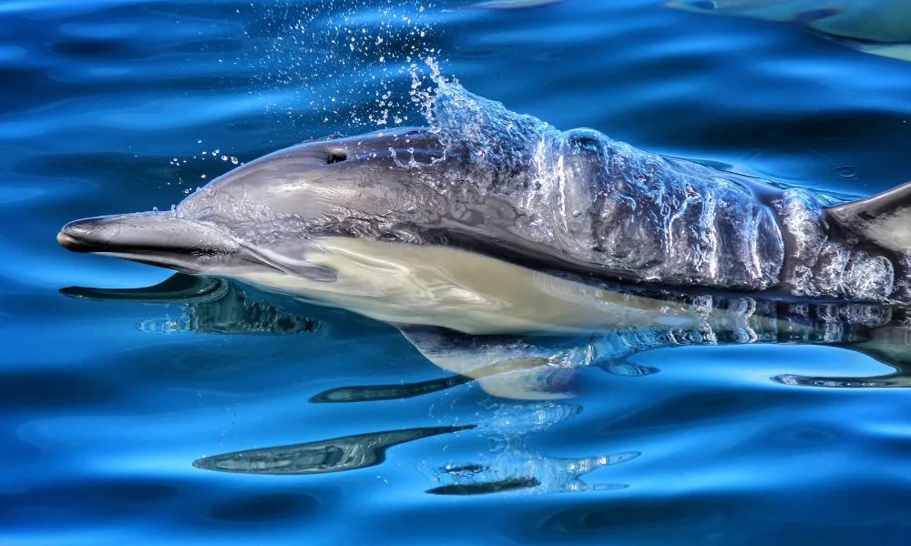 Bay Explorer – Dolphin & Wildlife Half Day Cruise | Everything New Zealand -3