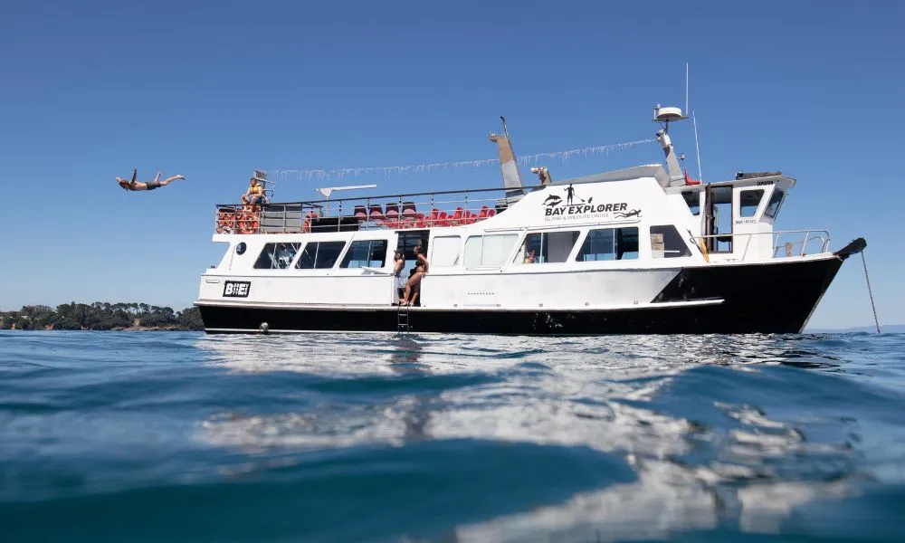 Bay Explorer – Dolphin & Wildlife Half Day Cruise | Everything New Zealand -4