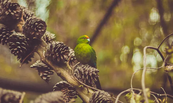 General Admission to Kiwi Park