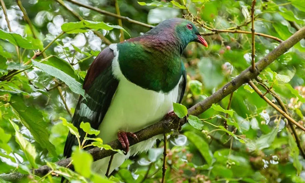 Kiwi Birdlife Park Queenstown | Everything New Zealand-4