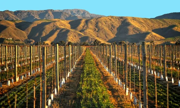 Guided Wine Tasting Tour with Sounds Connection