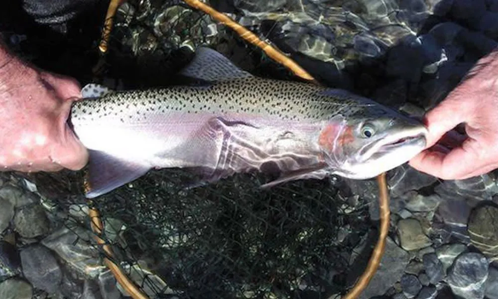 Fly Fishing NZ | Guided Tours, Queenstown - Everything New Zealand-5