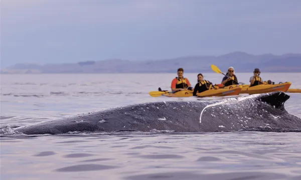 Guided Wildlife Kayaking Experience in Kaikoura